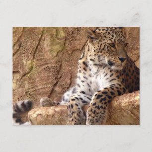 Leopard-Einladung Einladung