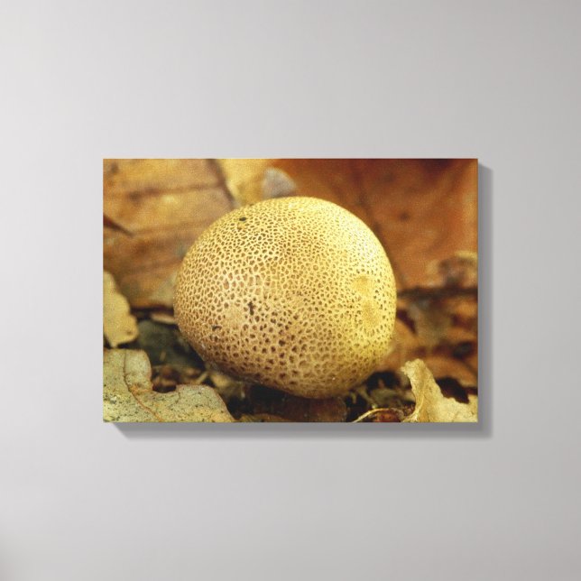 Leopard Erdball Fungus Canvas Print Leinwanddruck (Vorderseite)