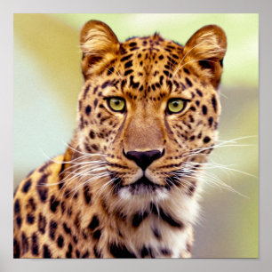 Leopard-Foto Poster