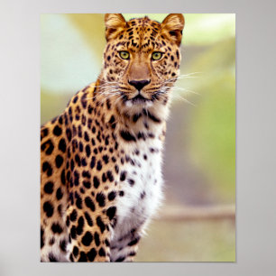 Leopard-Foto Poster