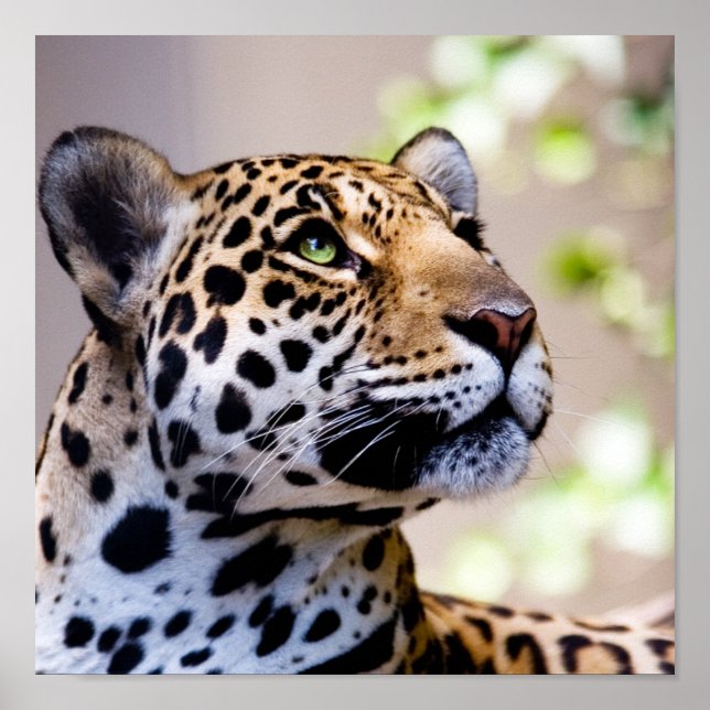 Leopard-Foto Poster (Vorne)