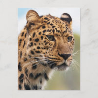 Leopard-Foto