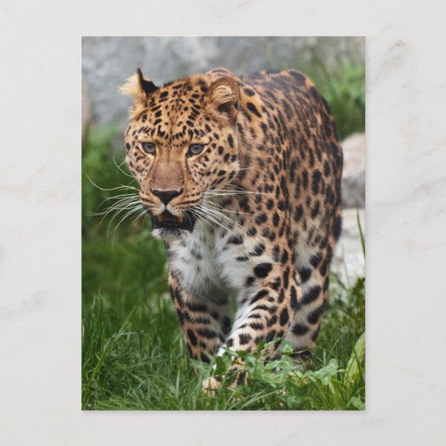 Leopard-Foto Postkarte (Vorderseite)