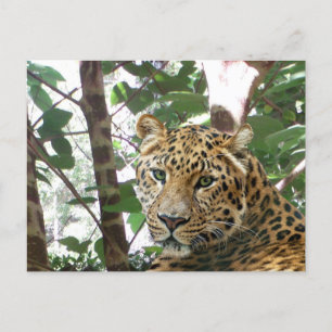 Leopard Foto Postkarte