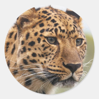 Leopard-Foto Runder Aufkleber