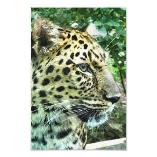 LEOPARD FOTODRUCK