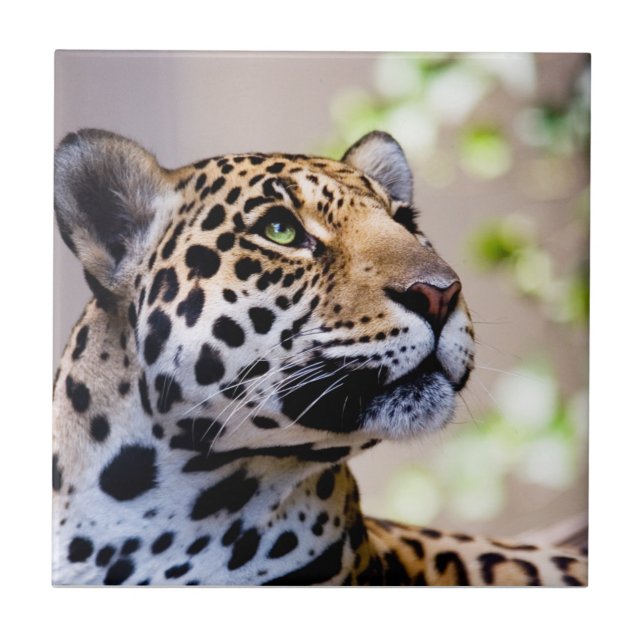 Leopard-Fotografie Fliese (Vorderseite)