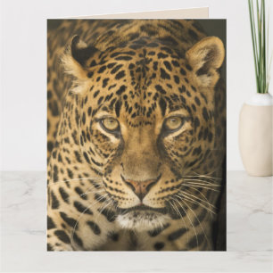 LEOPARD FOTOGRAFIE ZUR FRAMUNG DER BIRTHDAY GROSSK KARTE