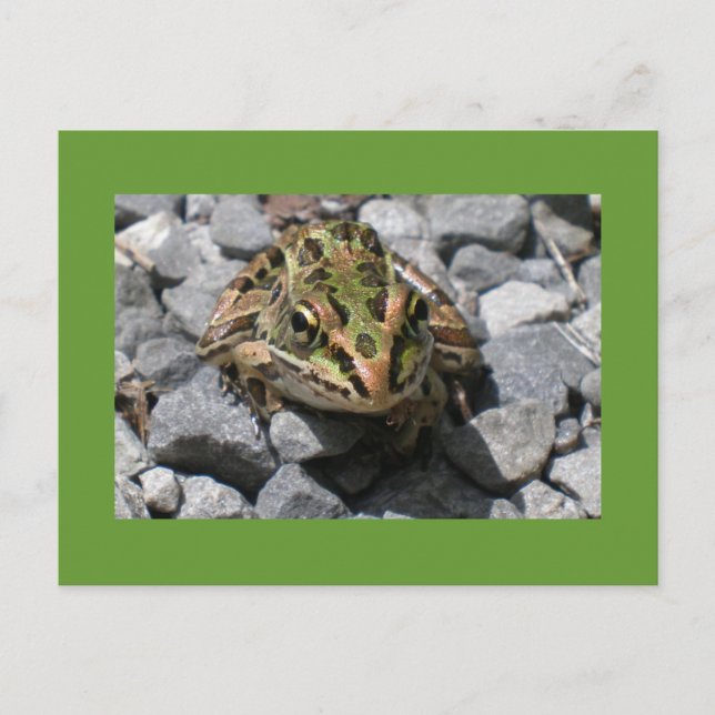 Leopard Frog Postkarte (Vorderseite)
