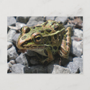 Leopard Frosch Postkarte