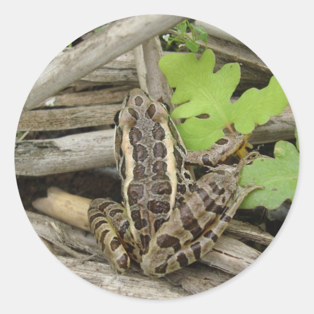 Leopard Frosch Sticker (Vorderseite)