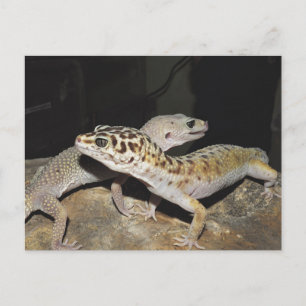 Leopard Gecko Design für alle Gecko Liebhaber! Postkarte