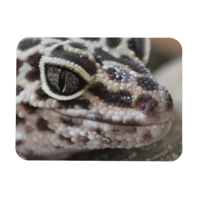 Leopard Gecko Eyes Mouth Face Nah Magnet (Horizontal)
