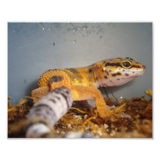 Leopard Gecko Fotodruck