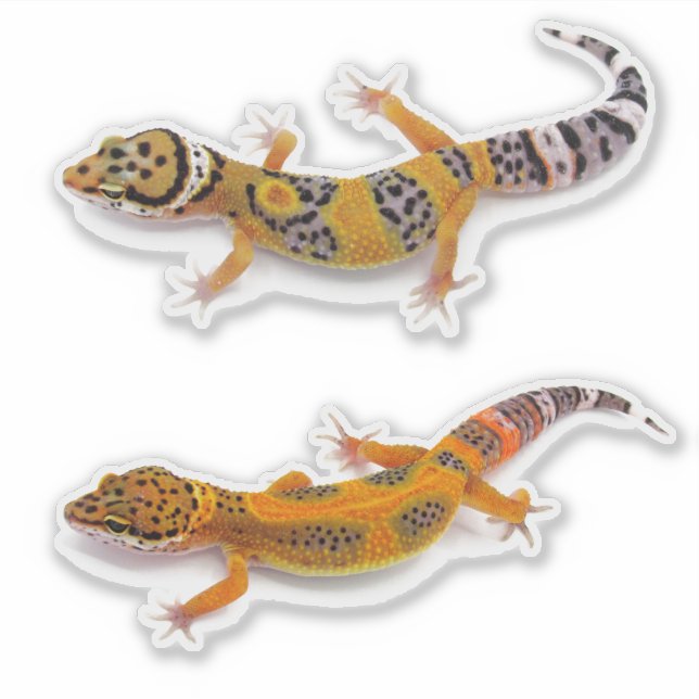 Leopard Gecko Lizard Aufkleber (Vorderseite)