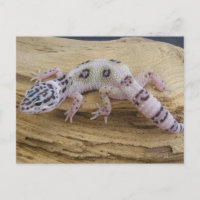Leopard Gecko Postcard