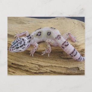 Leopard Gecko Postcard Postkarte