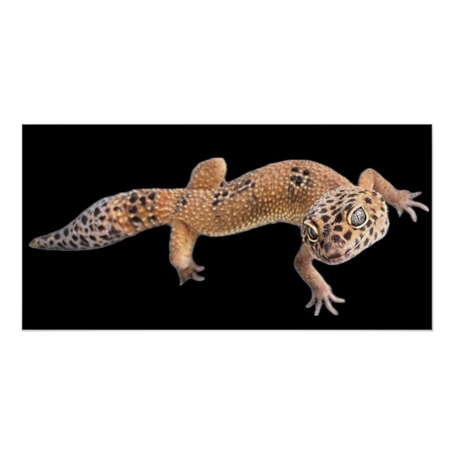  Leopard Gecko  Poster (Vorderseite)