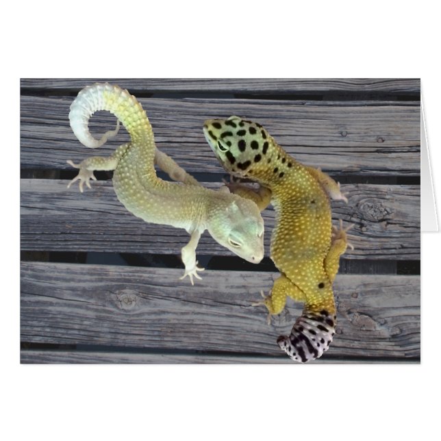 Leopard Geckos - Mantel mit vielen Farben (Vorderseite (Horizontal))