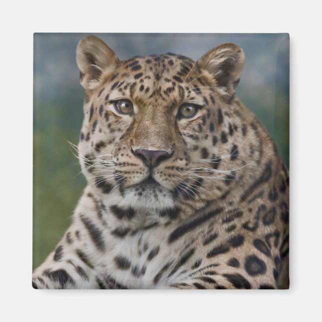 Leopard-Gedanken-Magnet Magnet (Vorne)