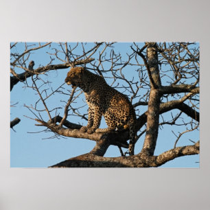 Leopard-Gegähne beim Sitzen auf einem Ast Poster