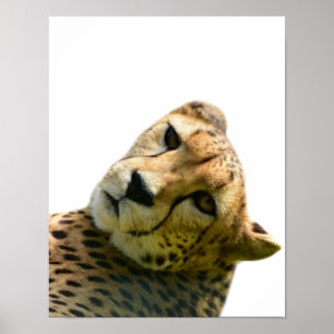 Leopard-Gepard-Foto Poster