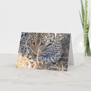 LEOPARD GESICHT NAHAUFNAHME KARTE