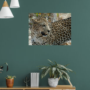 Leopard-Gesichtsseite Poster