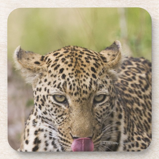 Leopard Getränkeuntersetzer (Vorderseite)