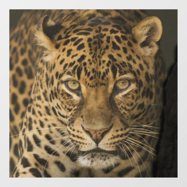 LEOPARD GLASS FENSTER FENSTERAUFKLEBER (Blatt)