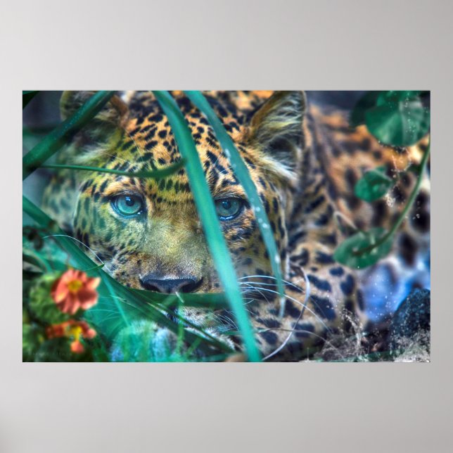 LEOPARD GREEN EYES GAZER POSTER (Vorne)