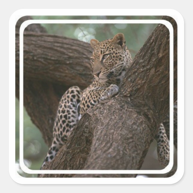 Leopard Habitat Stickers (Vorderseite)