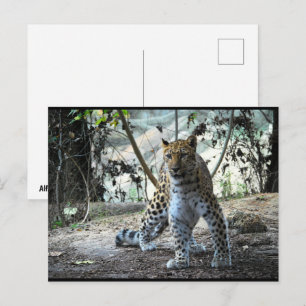 Leopard-Haltung Portrait Postkarte
