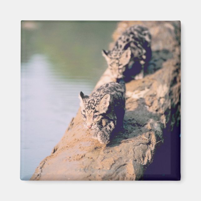Leopard-Hubs auf log Magnet (Vorne)