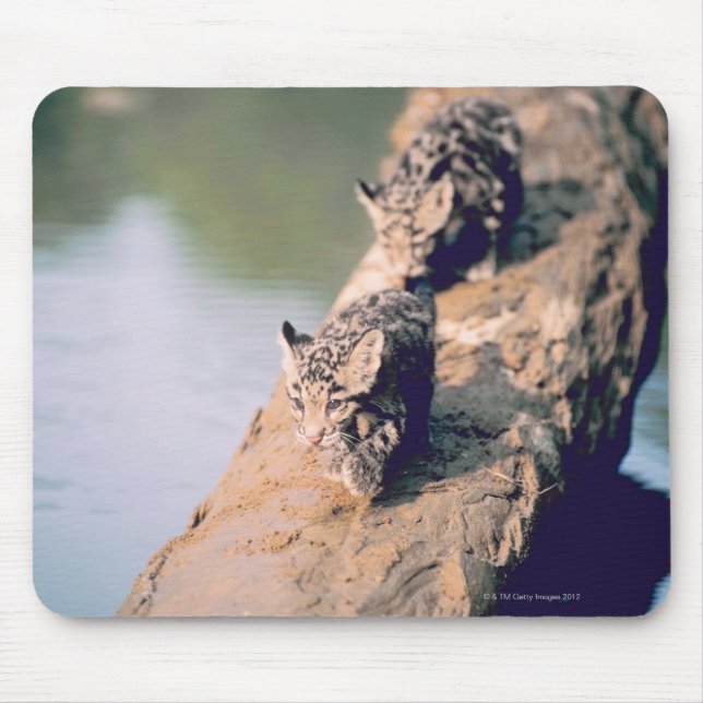 Leopard-Hubs auf log Mousepad (Vorne)