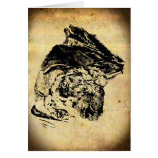 Leopard-Hundealte Zeit Louisianas Catahoula