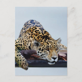 Leopard im Baum II Postkarte