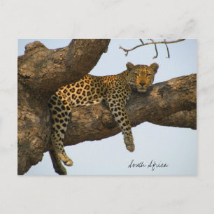 Leopard im Baum Postkarte