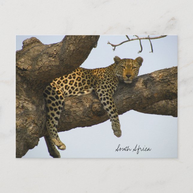 Leopard im Baum Postkarte (Vorderseite)