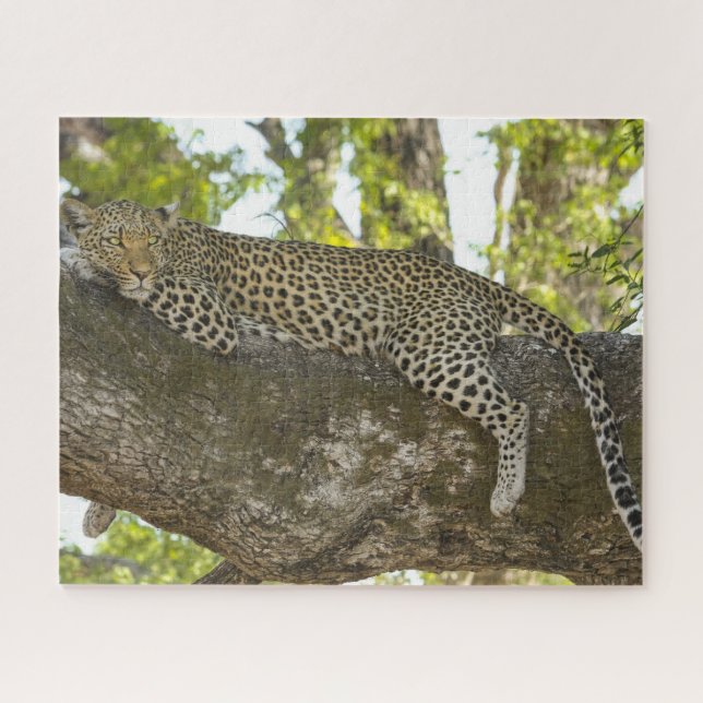 Leopard im Foto Baumnatur Puzzle (Horizontal)