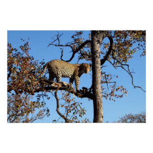 Leopard in einem Baum in Afrika Poster