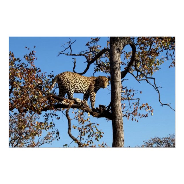 Leopard in einem Baum in Afrika Poster (Vorderseite)
