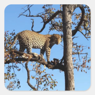 Leopard in einem Baum in Afrika Quadratischer Aufkleber