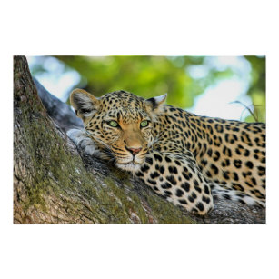 Leopard in einem Baum Poster