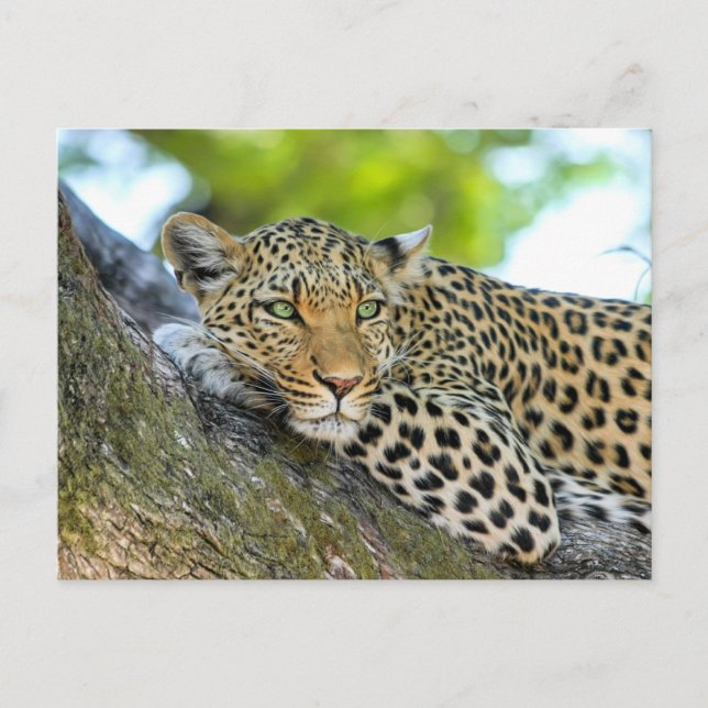 Leopard in einem Baum Postkarte (Vorderseite)