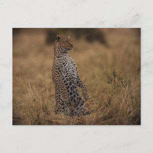 Leopard in freier Wildbahn Postkarte