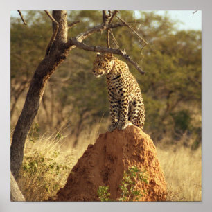 Leopard in Namibia, Afrika Poster