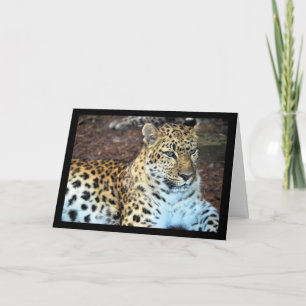 Leopard in Ruhe Karte