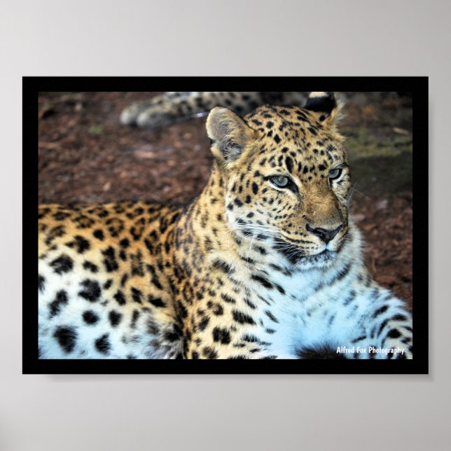Leopard in Ruhe Poster (Vorne)