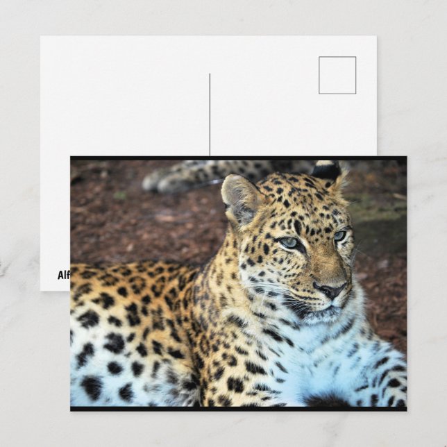 Leopard in Ruhe Postkarte (Vorne/Hinten)